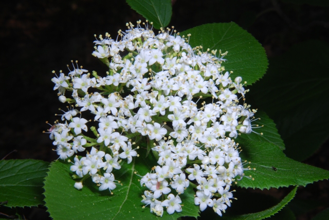 Viburnum lantana